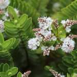 ¿Cuándo y cómo podar la Hebe Verónica arbustiva?