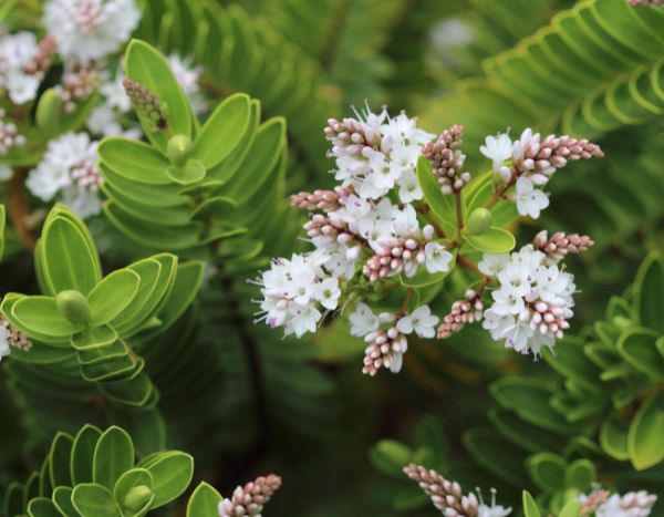 ¿Cuándo y cómo podar la Hebe Verónica arbustiva?