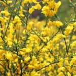 ¿Cómo hacer un esqueje de retama?