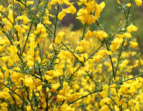 ¿Cómo hacer un esqueje de retama?