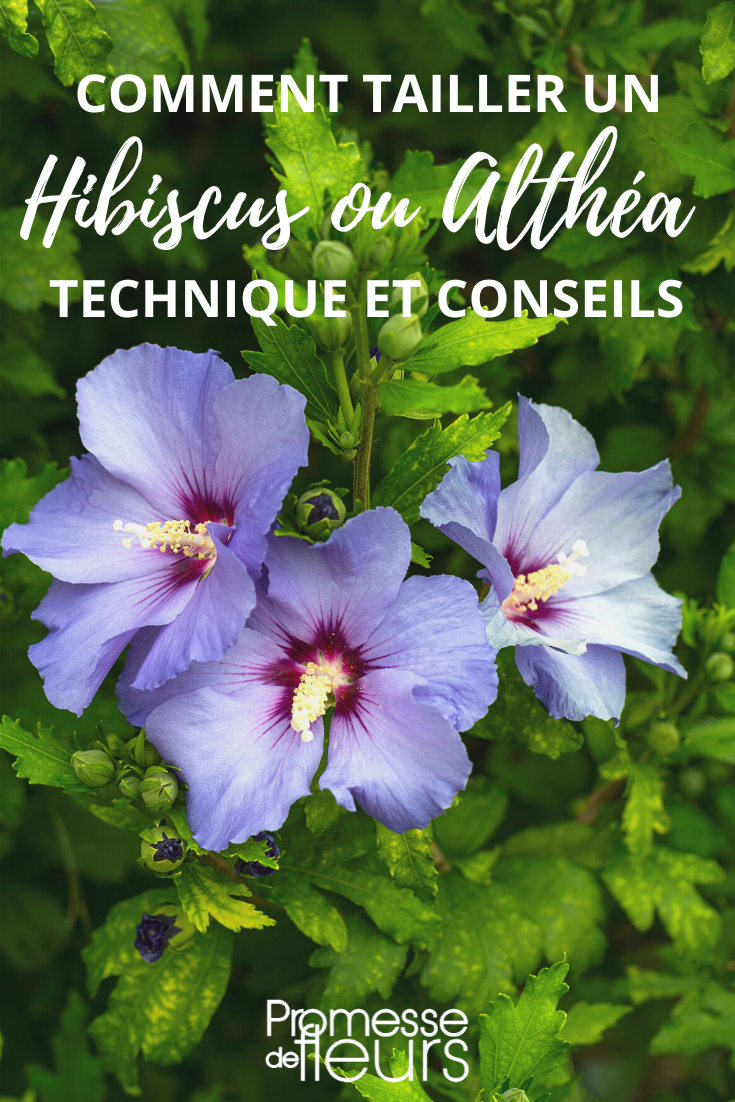Tamaño del Hibiscus syriacus