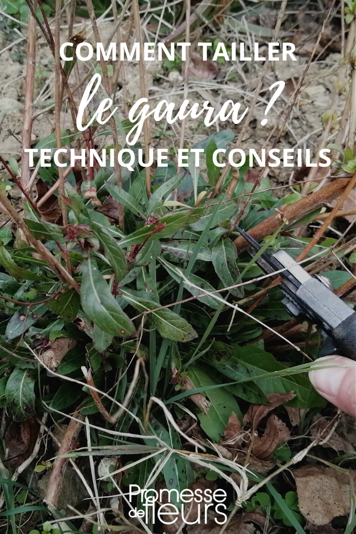 Consejos para podar correctamente los gauras