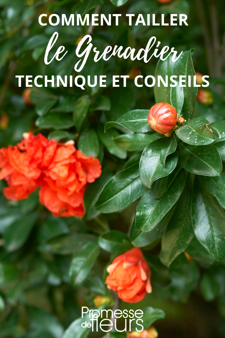 Tamaño del granado, Punica granatum