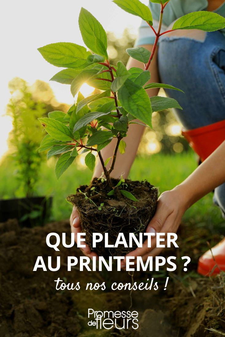 Plantaciones para hacer en primavera