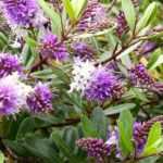 ¿Qué Hebe plantar según tu región?