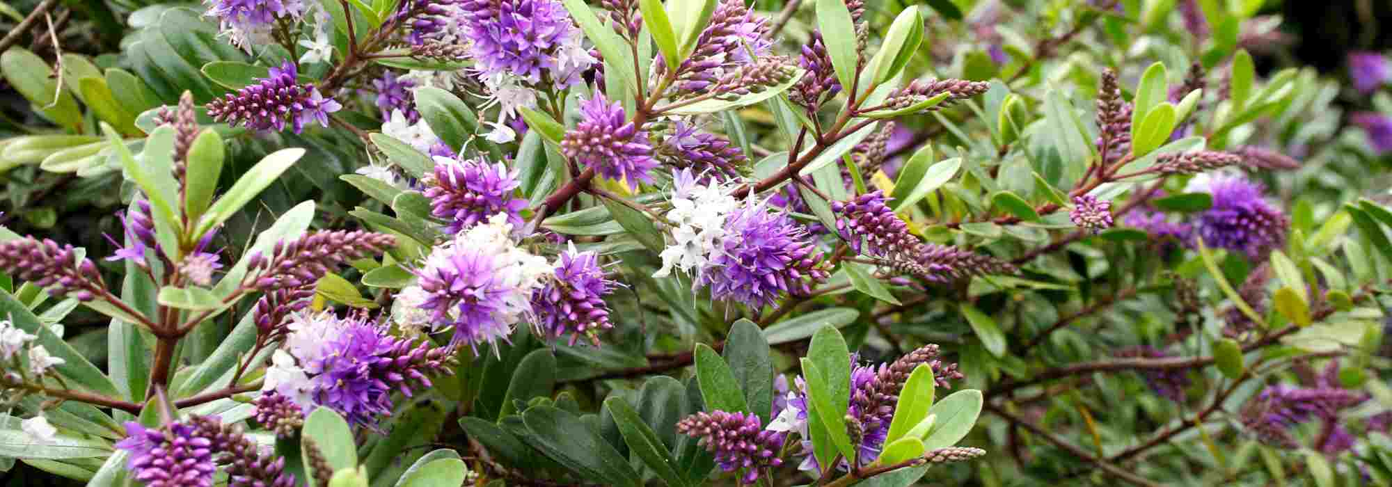 ¿Qué Hebe plantar según tu región?