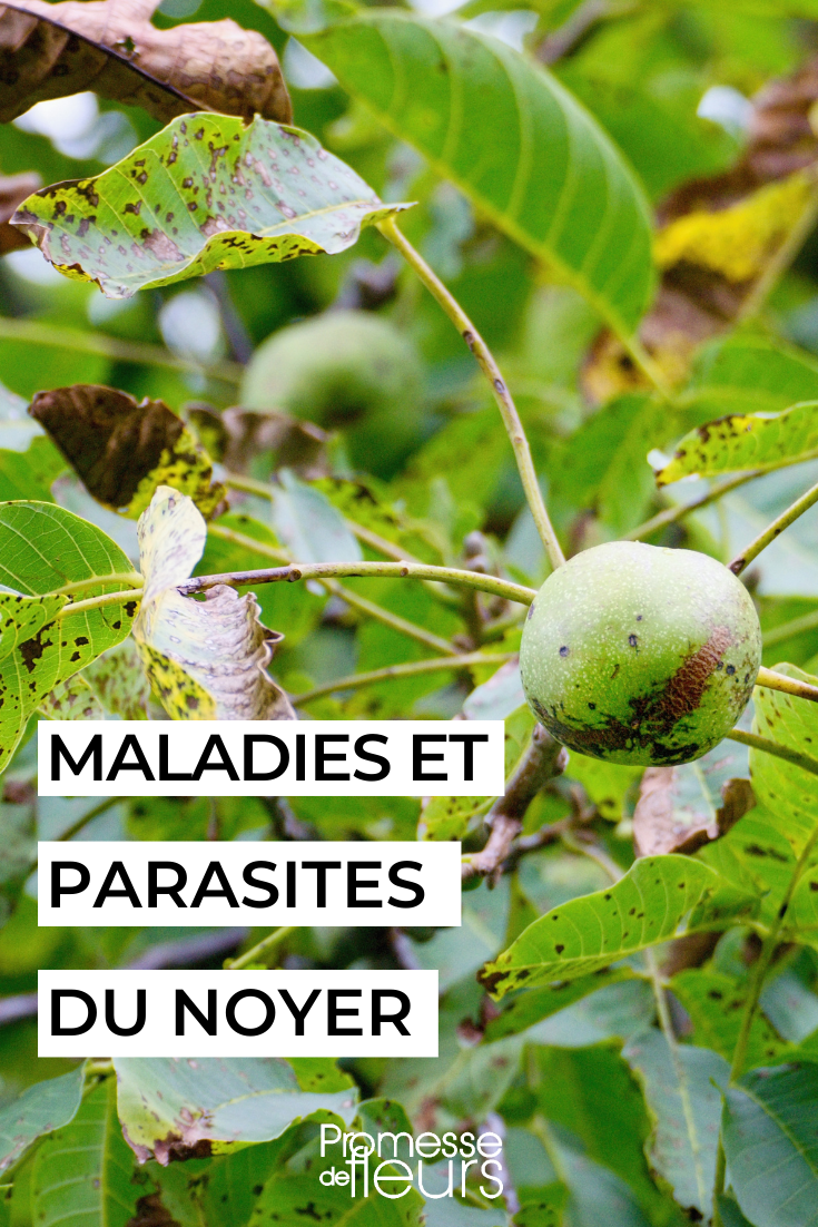 Antracnosis del nogal