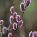 El sauce 'Mount Aso'