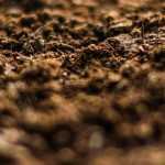 Cuidar su Huerto en primavera