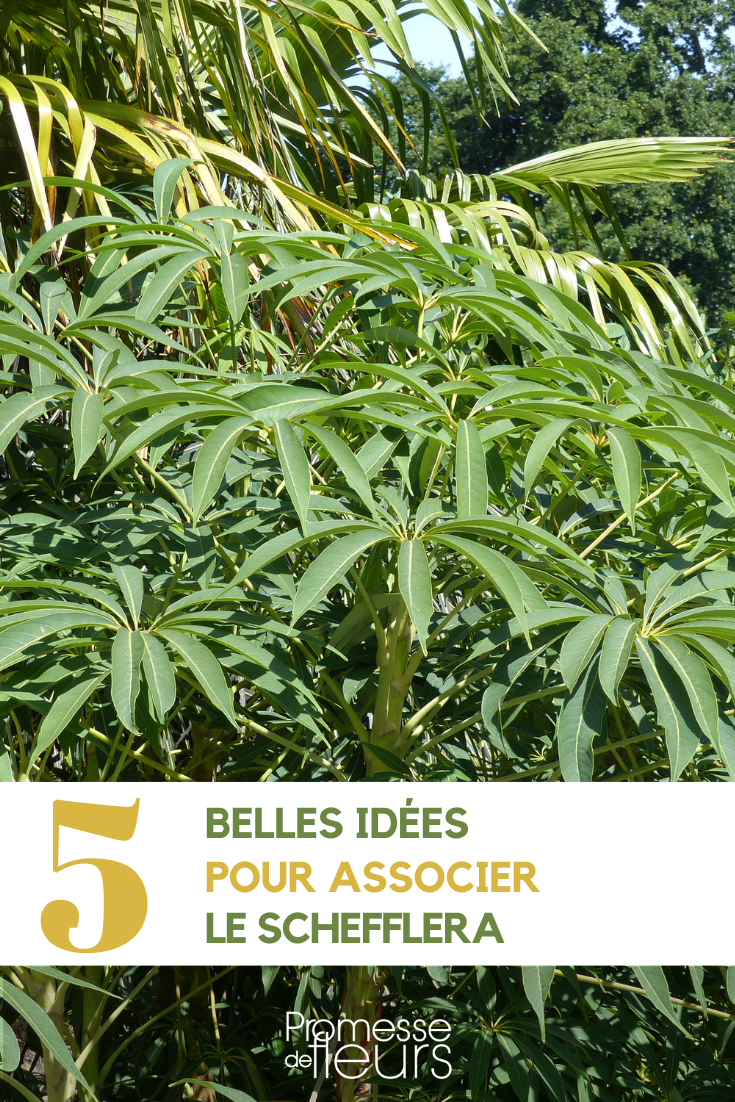 Asociar el Schefflera