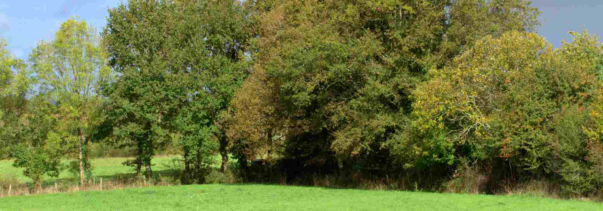 Cómo crear una seto de paisaje de boscaje?