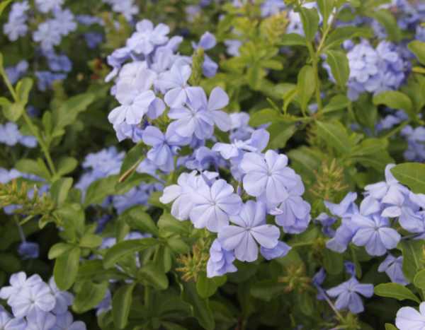 ¿Cómo podar el Plumbago?