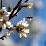 Invierno demasiado suave: ¡los árboles lo sufren!