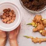 Plantar jengibre: cómo cultivar jengibre fácilmente