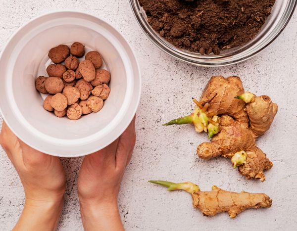 Plantar jengibre: cómo cultivar jengibre fácilmente
