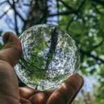 La dendrología: ¿qué es?