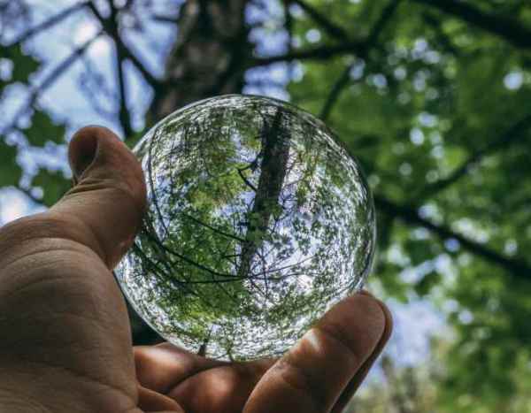La dendrología: ¿qué es?