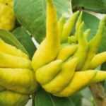 Cultivar el agrume Mano de Buda