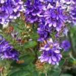 ¿Cómo asociar la Hebe Verónica?