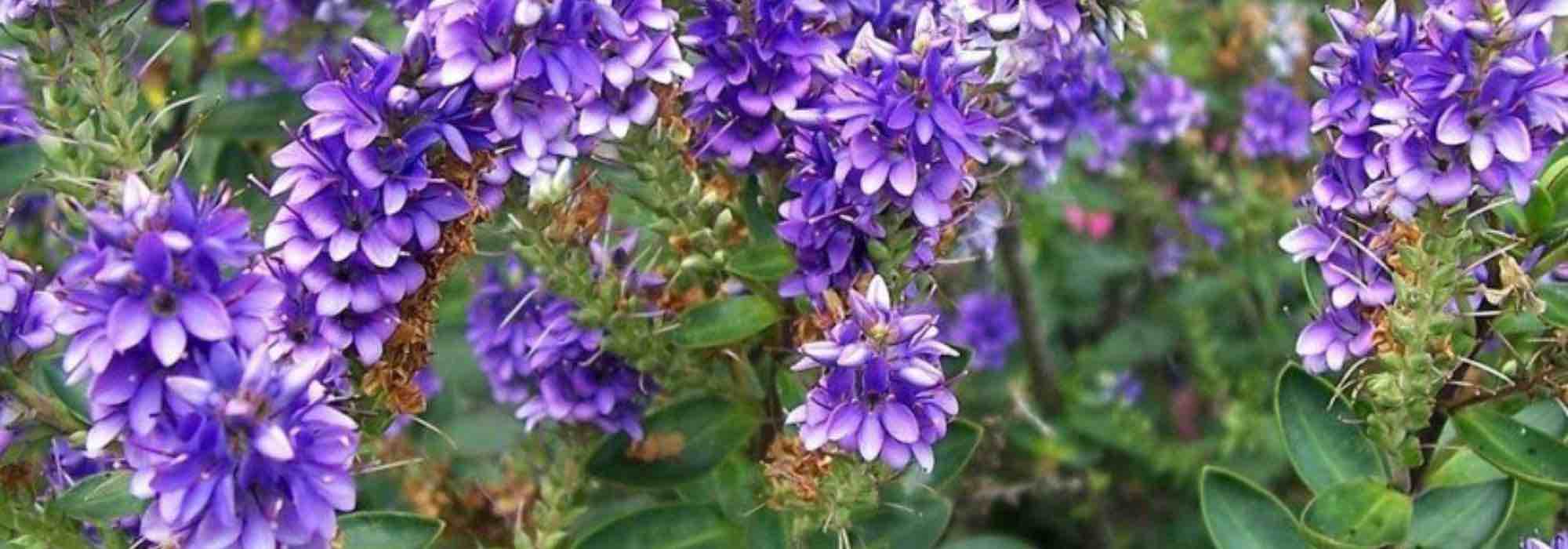 ¿Cómo asociar la Hebe Verónica?