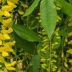Asociar el Cytisus