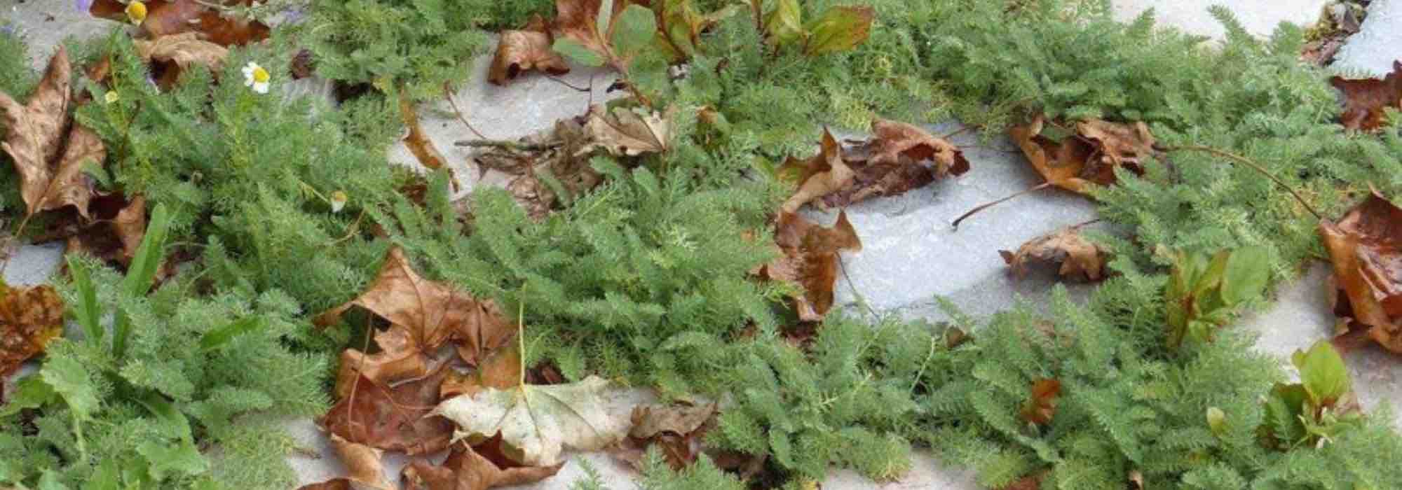 Alternativa al césped: plantar una Achillea como planta cubresuelos