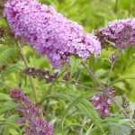 5 arbustos para setos que resisten al frío y a la sequía