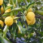 Cultivar el Cítrico Mano de Buda