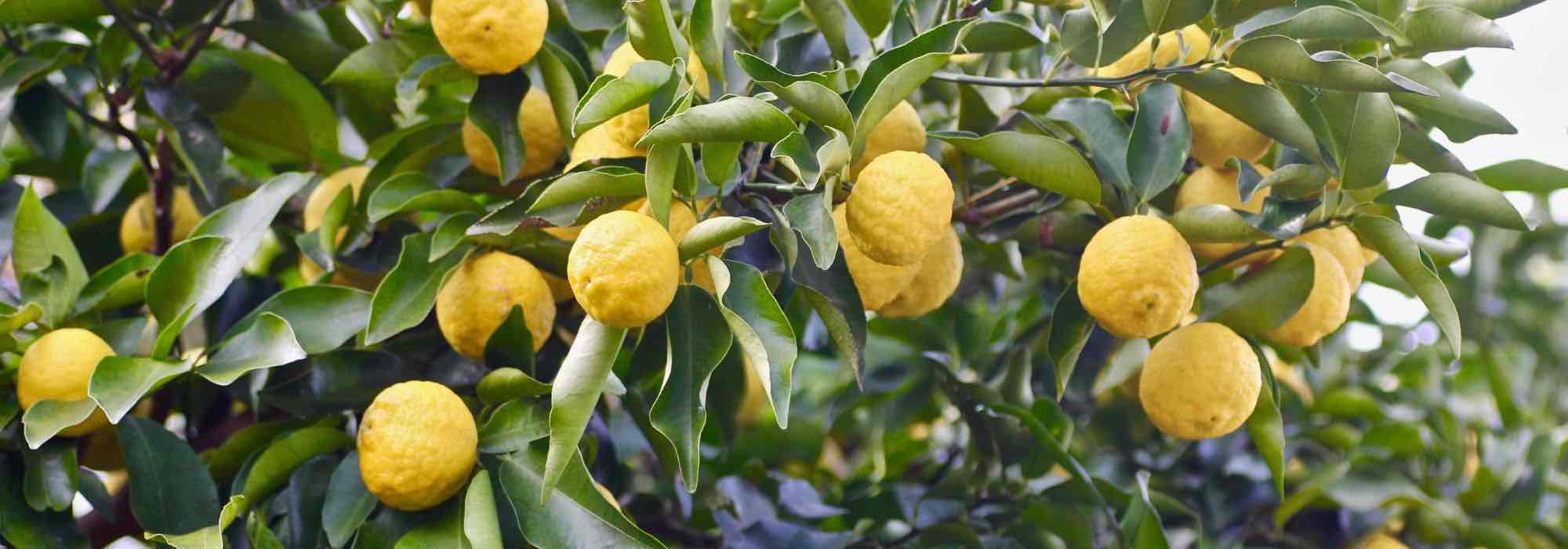 Cultivar el Cítrico Mano de Buda