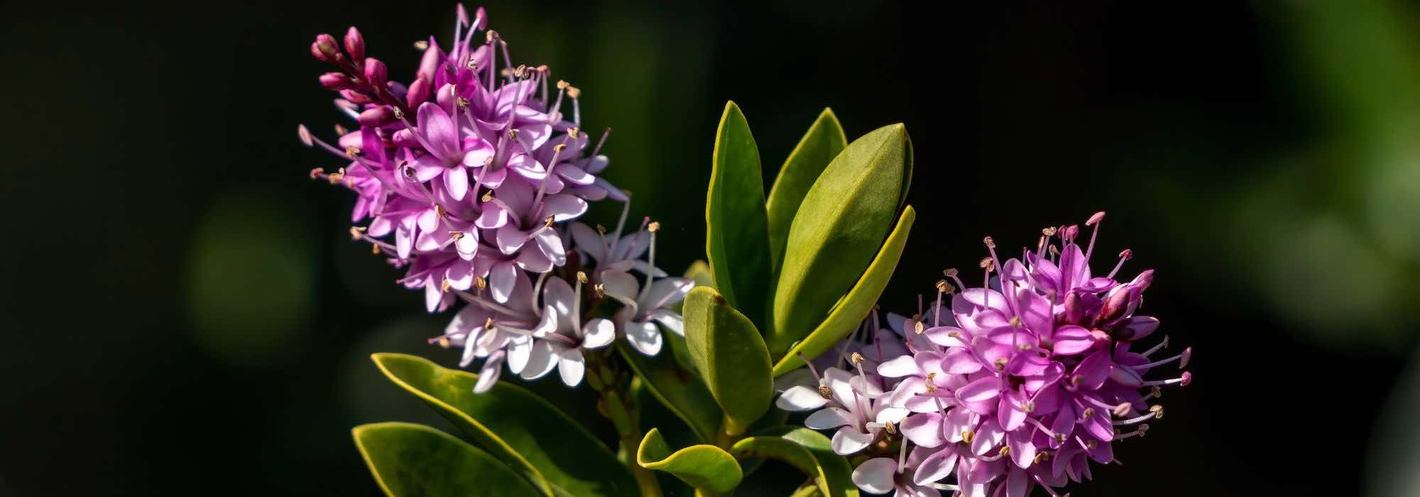 ¿Cómo elegir un Hebe?