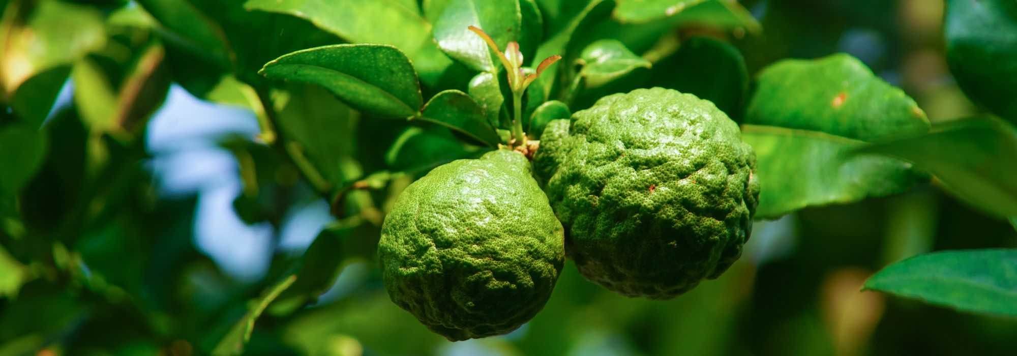 Cultivar el limonero Combava