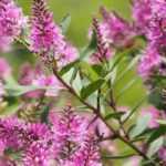 ¿Cómo cultivar un Hebe en maceta?