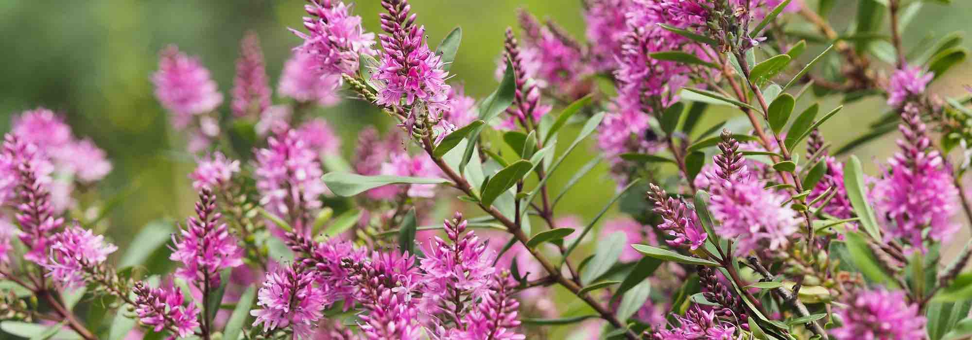 ¿Cómo cultivar un Hebe en maceta?