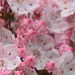 Kalmia: cómo lograr su cultivo en maceta