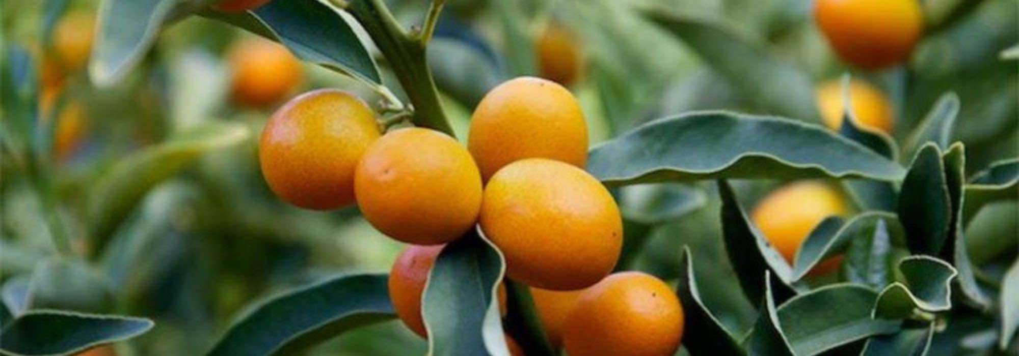 Cultivar el kumquat