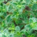 Alternativa al césped: plantar serpol serrano rastrero