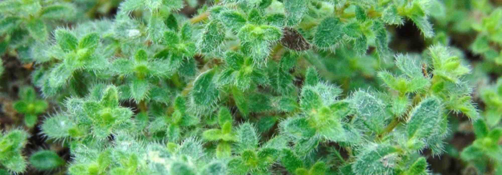 Alternativa al césped: plantar serpol serrano rastrero