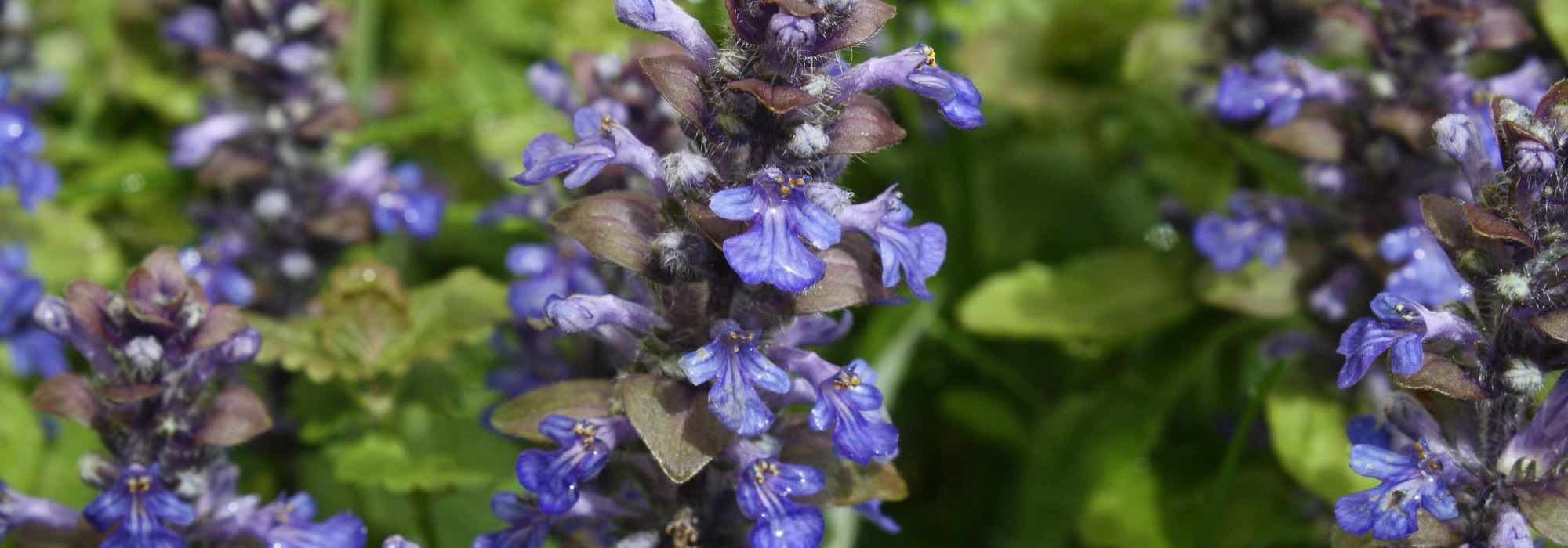 9 vivaces fáciles para principiantes