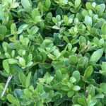 5 acebos que plantar en maceta