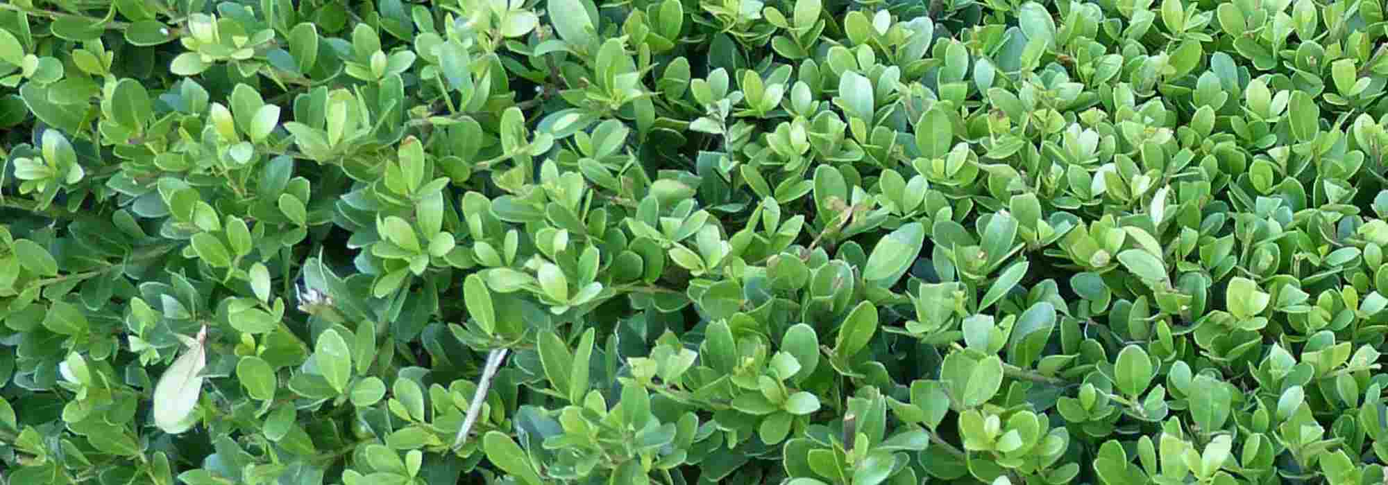 5 acebos que plantar en maceta