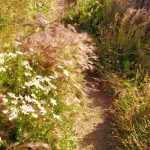 Diseñar un jardín a la última estilo “dejar hacer”