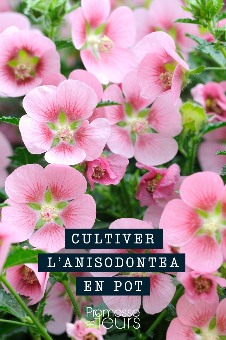 Cultivo de Malva del Cabo en maceta