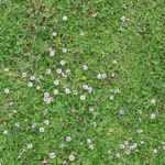 Alternativa al césped: ¿cómo plantar la Lippia nodiflora?