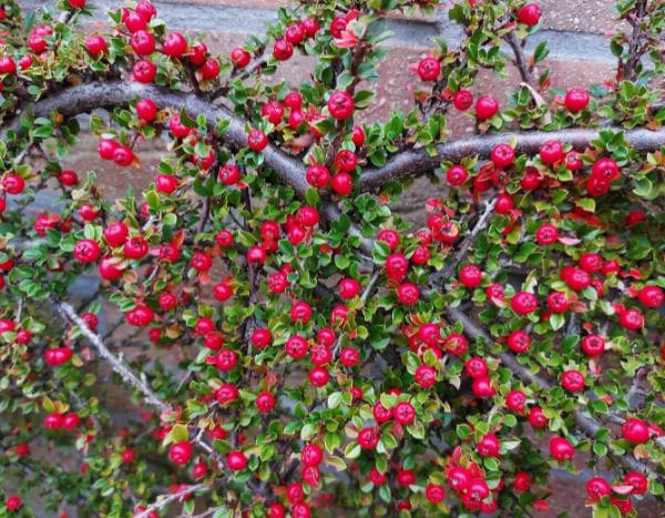 ¿Cómo poner en espaldera un Cotoneaster?