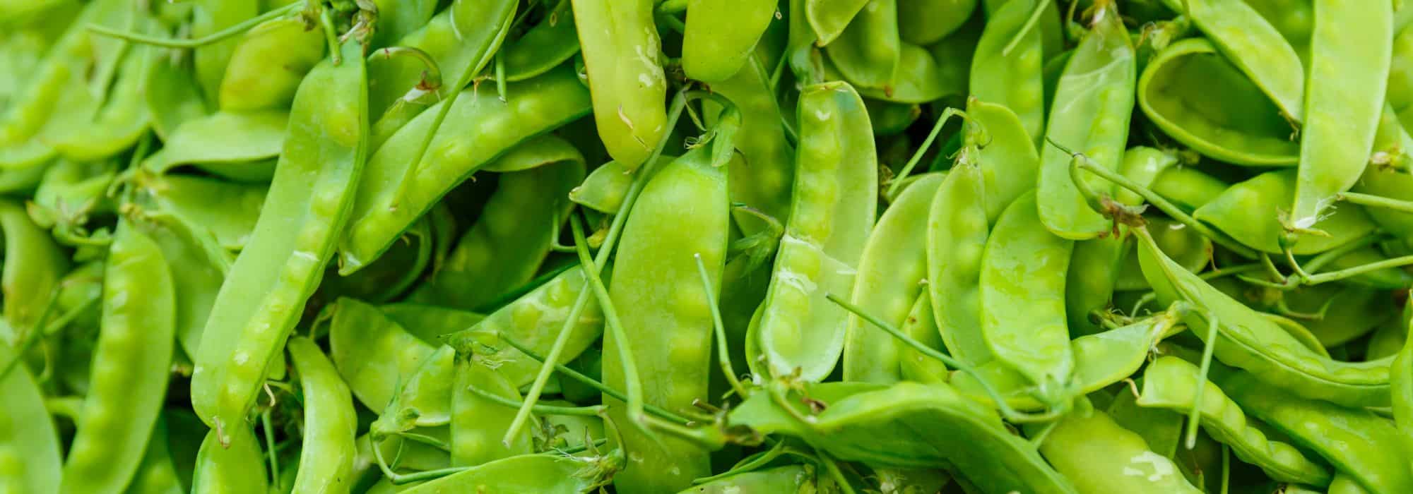 Cultivar guisantes verdes (Pois gourmands o Pois mangetout)