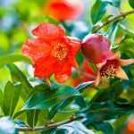 ¿Cuándo y cómo podar el Granado?