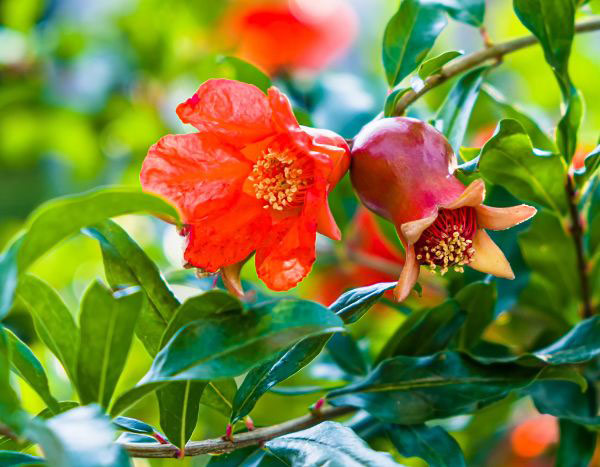 ¿Cuándo y cómo podar el Granado?