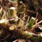 El talado de los árboles y de los arbustos