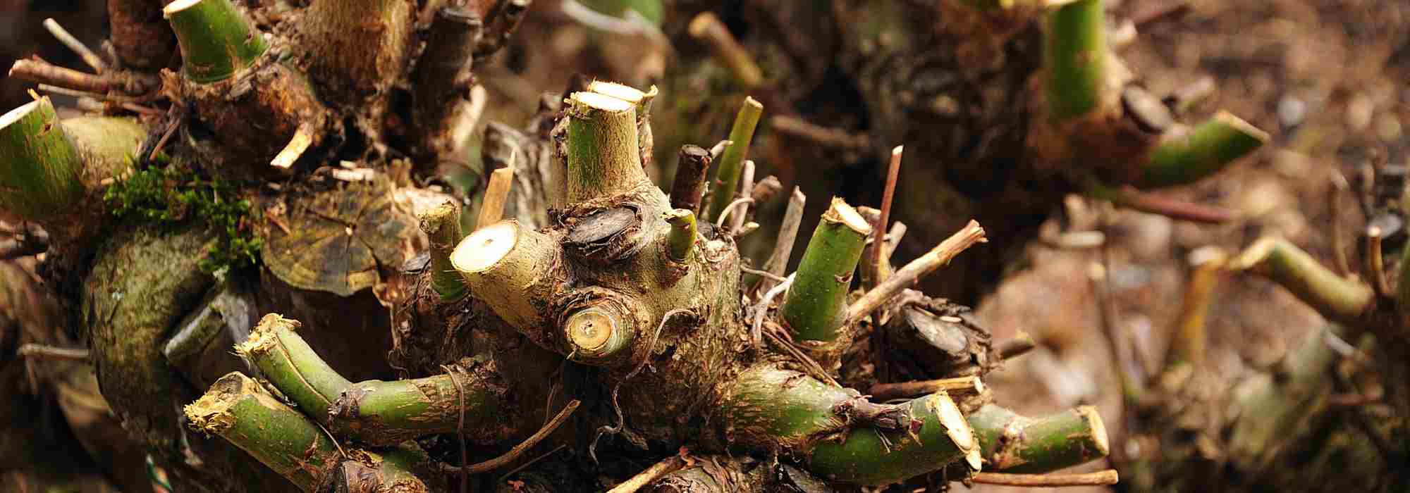 El talado de los árboles y de los arbustos