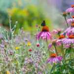 ¿Cómo reensalvajar tu jardín?